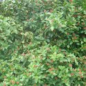 Calycanthus floridus P30 (2)